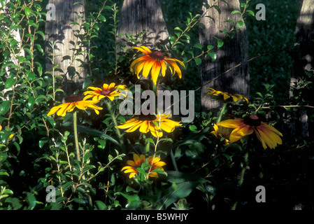 Great Smoky Mountains Nat Park, NC, ferme de montagne au centre des visiteurs du Musée d'Oconaluftee ; Susans Black Eyed par picket fence Banque D'Images