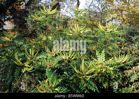 MAHONIA X MEDIA BUCKLAND AGA À MI-NOVEMBRE Banque D'Images