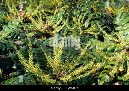 MAHONIA X MEDIA BUCKLAND AGA À MI-NOVEMBRE Banque D'Images