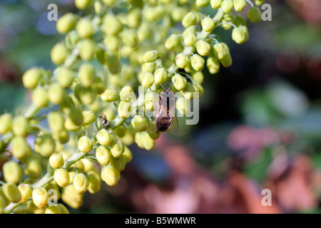 MAHONIA X MEDIA BUCKLAND AGM fournissent de précieux nectar des abeilles Apis mellifera À LA MI-NOVEMBRE Banque D'Images