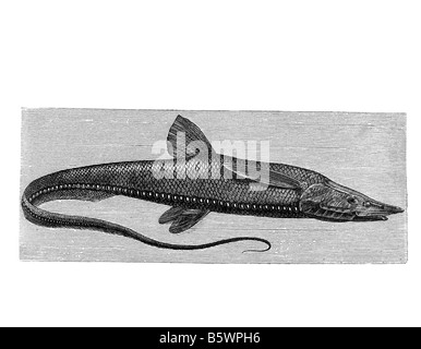 (Halosaurs Halosaurus Halosaurs macrochir), en forme d'anguilles famille poissons poissons en haute mer Halosauridae Banque D'Images