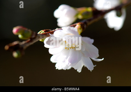 Prunus subhirtella Autumnalis Banque D'Images