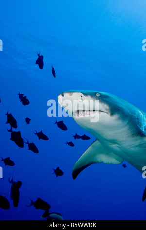 Le requin citron (Negaprion brevirostris) Banque D'Images