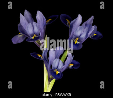 Trois Iris reticulata Harmony fleurs sur fond noir Banque D'Images