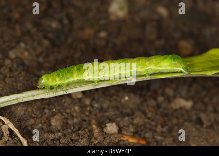 Papillon noctuelles se nourrissent de vers-gris CATERPILLAR FEUILLE DE LAITUE DANS LA NUIT Banque D'Images