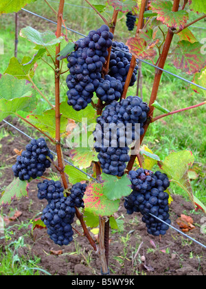 Les raisins de pinot noir français mûries en Alsace à Ottrott - Route des Vins - route du vin Banque D'Images