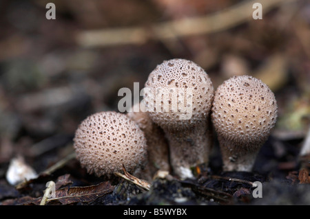 Champignons Puffball commun Banque D'Images