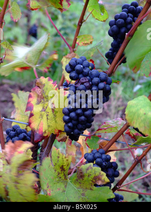 Les raisins de pinot noir français mûries en Alsace à Ottrott - Route des Vins - route du vin Banque D'Images