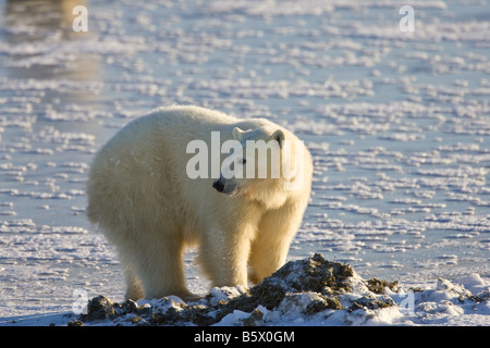 Ours polaires marche sur la glace sur la baie d'Hudson, sur la rive du parc national Wapusk, Manitoba, Canada Banque D'Images