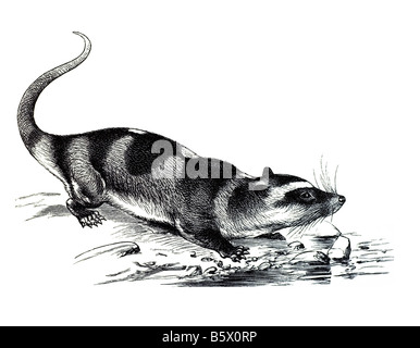 L'Opossum de l'eau (Chironectes minimus), famille des Emberizidae marsupial Yapok Banque D'Images