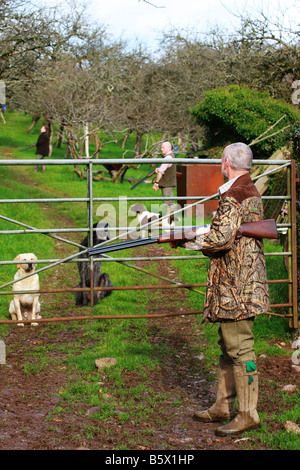 Trois chasseurs avec des fusils et des chiens de travail attendre faisans au cours d'un jeu axé sur l'analyse d'oiseaux de chasse en Devon, Angleterre Banque D'Images