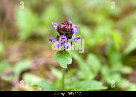 S'auto-guérir, Prunella vulgaris Banque D'Images