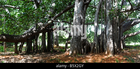 Ficus benghalensis. Thimmamma Marrimanu Banyan Tree, près de Kadiri, Andhra Pradesh, Inde. La plus grande du sud de l'Inde Banyan Tree Banque D'Images