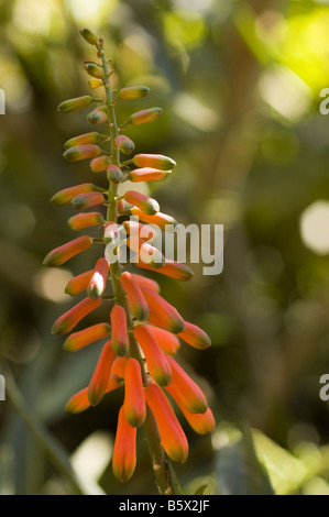 Plante tropicale de l'Afrique de l'orange Banque D'Images