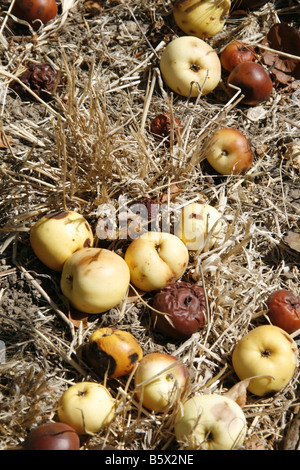 Vieille Pourriture des pommes sur sol du verger à Sun Banque D'Images