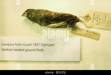 Finch Galapagos recueillis par Charles Darwin pendant le voyage du Beagle Banque D'Images