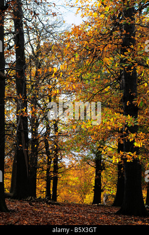 Les arbres d'automne et de feuilles mortes dans le parc de Richmond Richmond upon Thames Surrey UK Banque D'Images