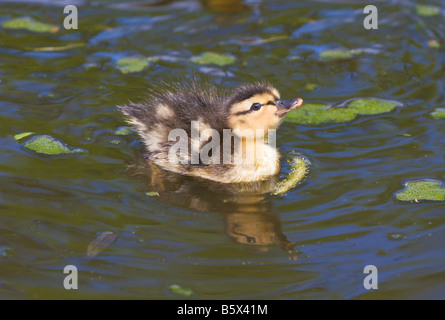 Piscine caneton colvert Anas platyrhynchos Banque D'Images
