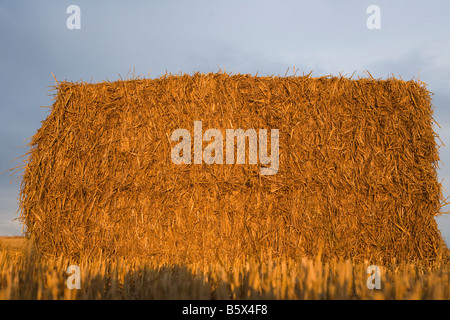 Un grand salut sous caution Banque D'Images