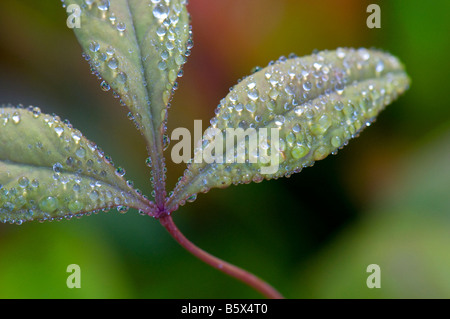 Close up de la rosée, La Nandina domestica nain couvert bois feuilles Banque D'Images