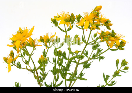 Saint John's wort, Hypericum perforatum Banque D'Images