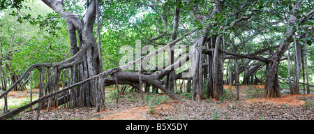Ficus benghalensis. Thimmamma Marrimanu Banyan Tree, près de Kadiri, Andhra Pradesh, Inde. La plus grande du sud de l'Inde Banyan Tree Banque D'Images