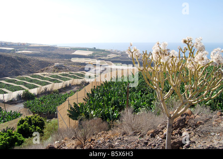 Plantations de bananes près d'Alcala, Tenerife, Iles Canaries, Espagne Banque D'Images