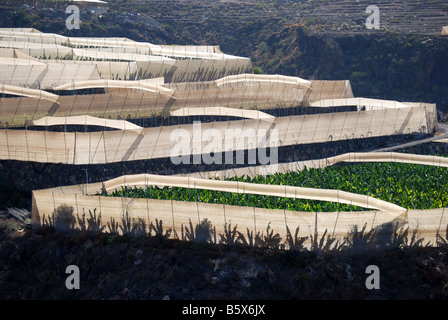 Plantations de bananes près d'Alcala, Tenerife, Iles Canaries, Espagne Banque D'Images