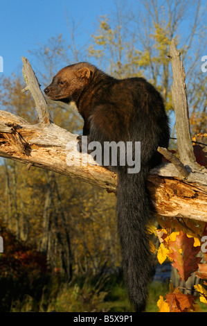 Portrait d'une martre d'Amérique du Nord assis sur un arbre mort dans la chute Pekania pennanti Minnesota USA Banque D'Images