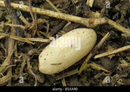Fourmi de bois rouge (Formica rufa), pupe Banque D'Images