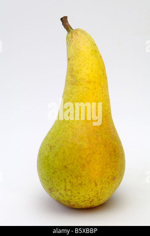 Poire, Poire européen commun (Pyrus communis), variété : Conférence, fruit mûr, studio photo Banque D'Images