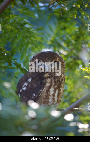 Le sud (Ninox Boobook boobook) pour la journée de repos. Cette chouette australienne est souvent appelé mopoke en raison de l'appel qu'il fait. Banque D'Images