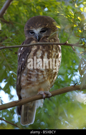 Le sud (Ninox Boobook boobook) pour la journée de repos. Cette chouette australienne est souvent appelé mopoke en raison de l'appel qu'il fait. Banque D'Images