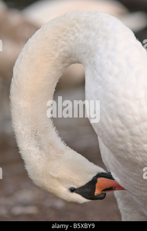 Cygne muet se lissant ses plumes photographiés de près Banque D'Images