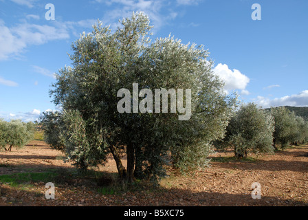 Vignoble et oliveraie, près de Puerto Lapice, province de Ciudad Real, Castille-La-Manche, Espagne Banque D'Images