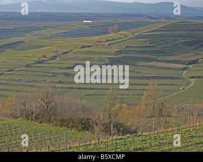 Vineterraces vignobles Kaiserstuhl Baden-württemberg Baden Württemberg Allemagne dans l'arrière-plan les montagnes des Vosges Banque D'Images