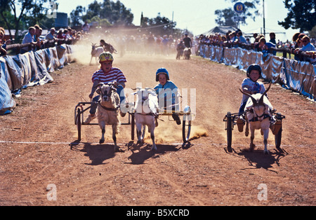 Course de chèvres, outback Australie Banque D'Images