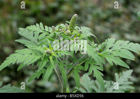 L'herbe à poux annuel, petite herbe à poux (Ambrosia artemisiifolia). Jeune plante avec des boutons de fleurs Banque D'Images