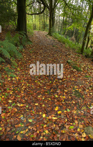 Chemin Des Bois à l'automne ou à l'automne Banque D'Images