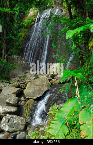 Chutes la coca dans les Caraïbes (El Yunque National Forest) près de Palmer, Puerto Rico Banque D'Images