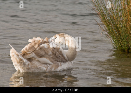 Cygnet Cygne muet sur un lac se lissant ses plumes Banque D'Images