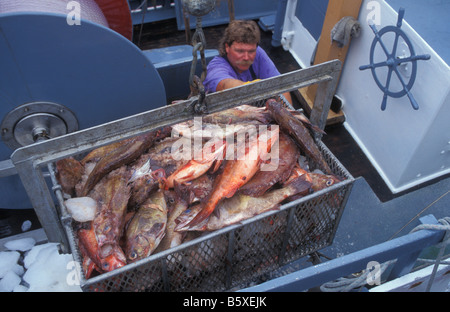 Poissons de pêcheur au port de Bodega Bay, California USA Banque D'Images