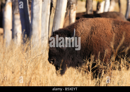 Bison d'Amérique dans la région de aspen grove, Teton National Park, Wyoming Banque D'Images