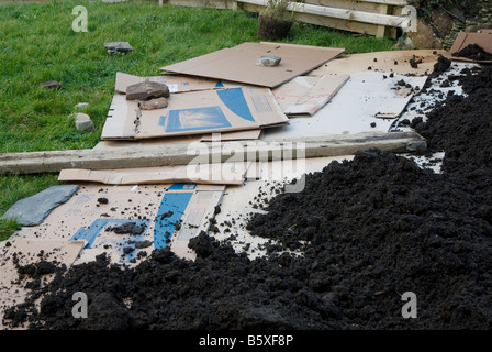 Mettre la terre végétale et le carton sur une pelouse existante pour faire un jardin de légumes Banque D'Images