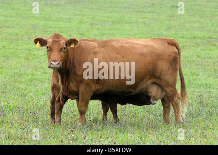 Bovins Angus allemand (Bos taurus), veau de lait de vache rouge sur un pâturage Banque D'Images