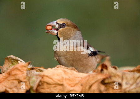 Coccothraustes coccothraustes hawfinch femelle avec peanut Banque D'Images