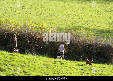 Deux chasseurs et chiens de travail battre grande haie terres agricoles au cours de l'analyse d'oiseaux jeu mené sur les terres agricoles privées Devon chasse Banque D'Images