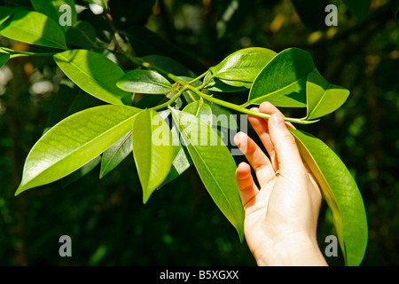 Les feuilles de thé Camelia sinensis Banque D'Images