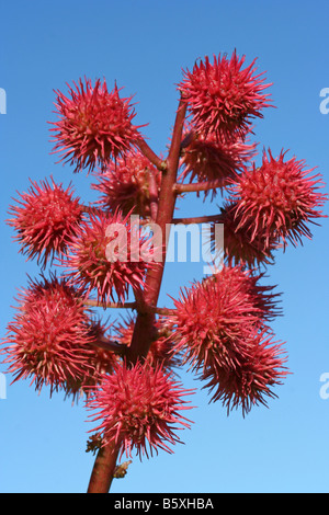 Le ricin Huile de ricin Ricinus communis fruits Banque D'Images