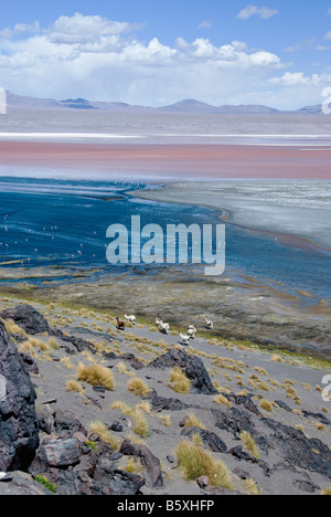 Les lamas promenade le long de la Laguna Colorada Lagon rouge dans l'Altiplano bolivien Banque D'Images